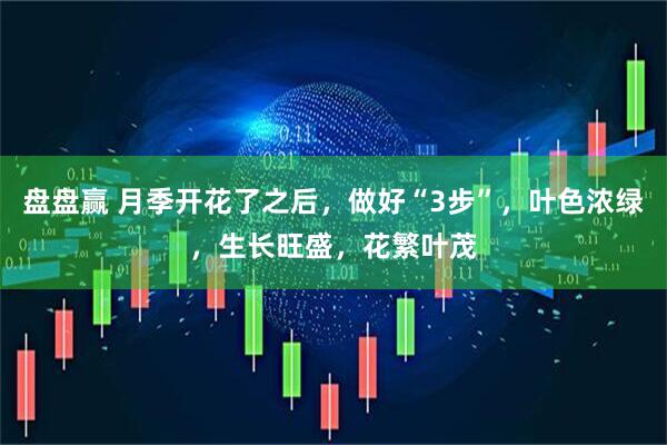盘盘赢 月季开花了之后，做好“3步”，叶色浓绿，生长旺盛，花繁叶茂